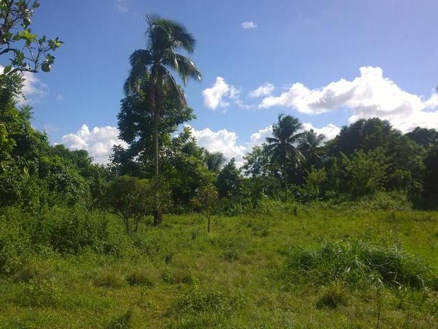 Residential Lot For Sale: Part Of Palms, Treadways, Linstead 