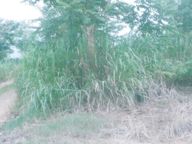 Development Land (Residential) For Sale: LOT #181 TREADWAYS, Linstead ...
