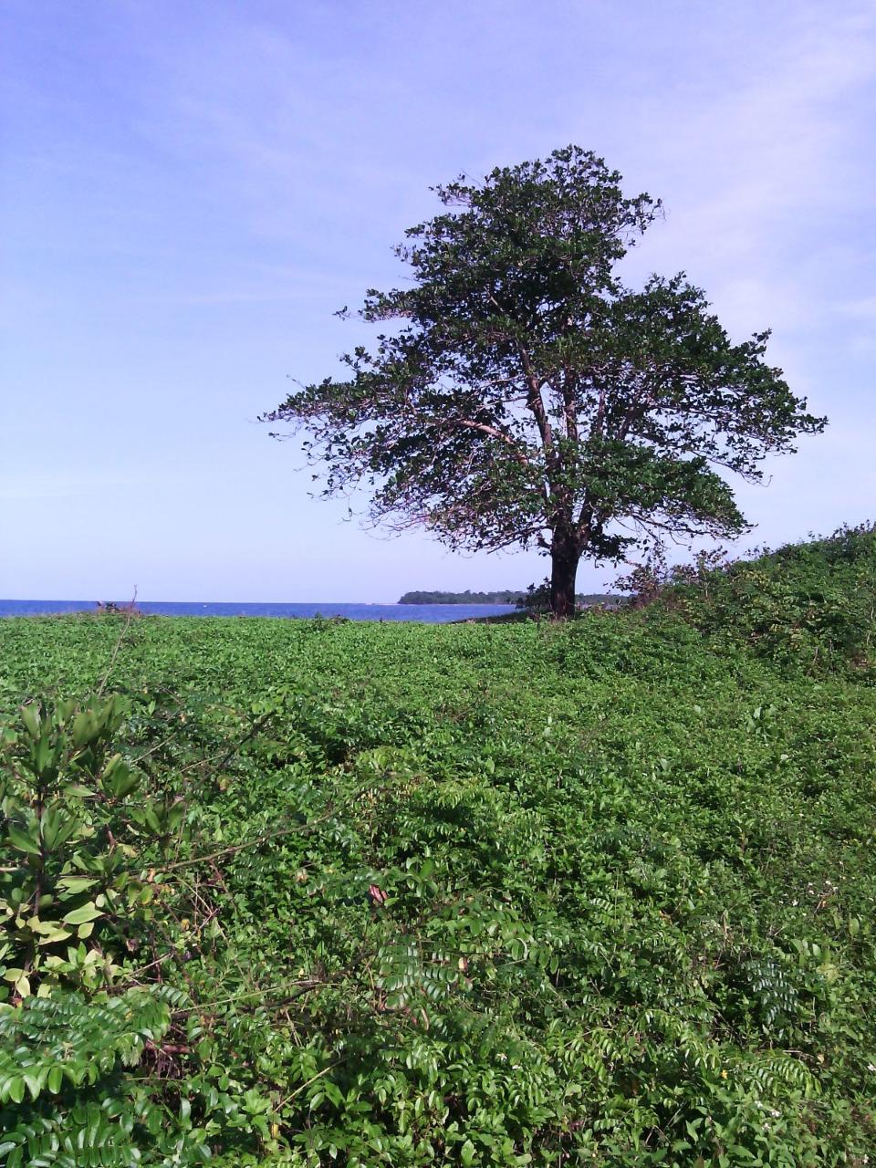 Residential Lot For Sale HERMITAGE FARM, Hope Bay 35,000