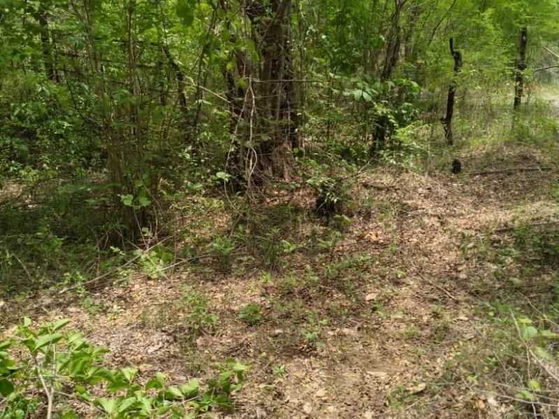 Development Land (Residential) For Sale LUANA, BLACK RIVER, Black