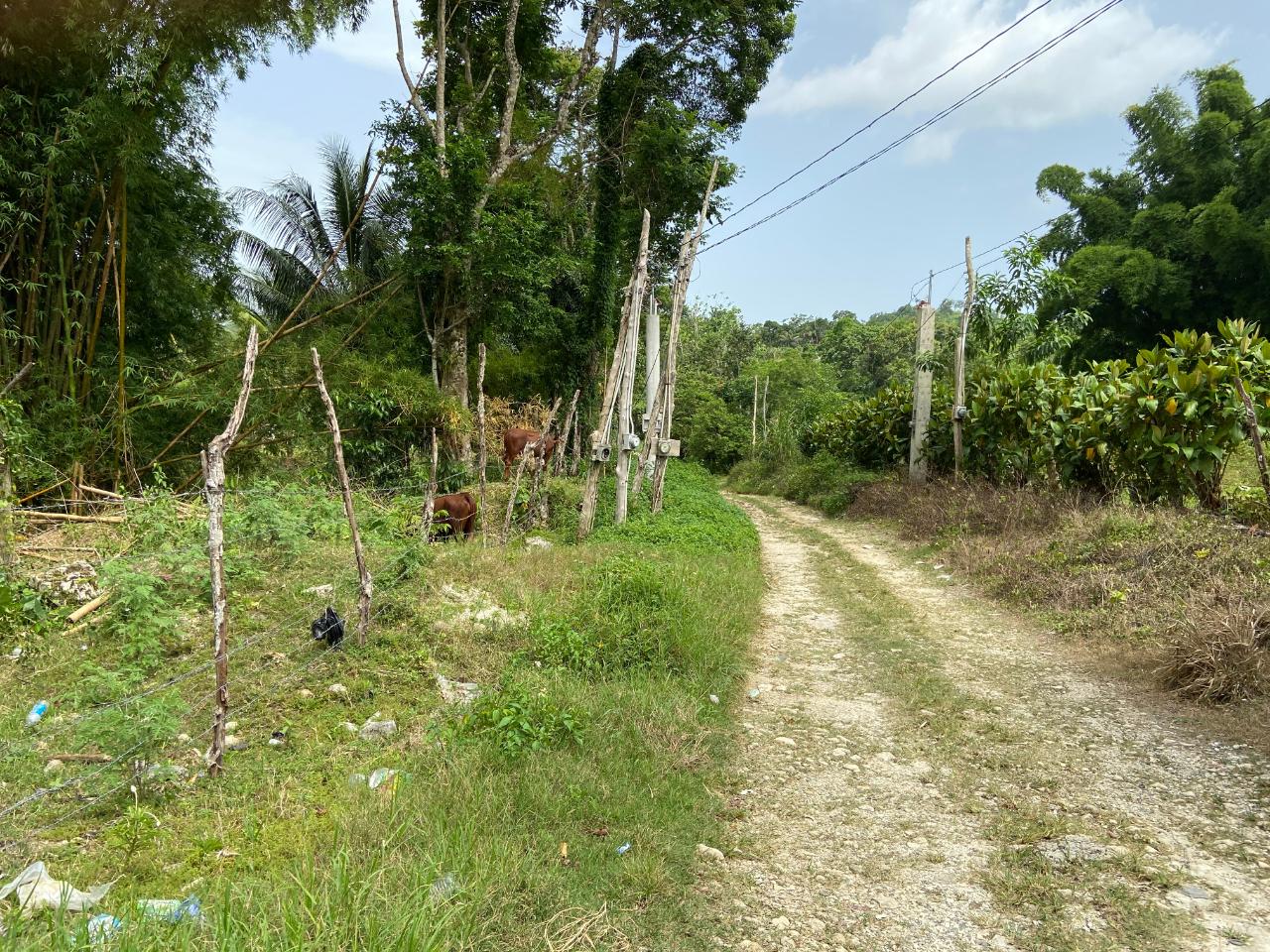 Residential Lot For Sale BOG WESTMORELAND, Darliston 5,500,000 Keez