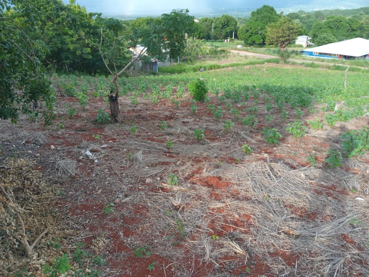 Residential Lot For Sale CHEAPSIDE, ST. ELIZABETH, Junction 24,000,000 Keez