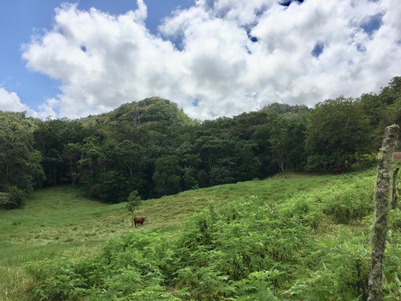Development Land (Residential) For Sale CHIPPENHAM PARK, BAMBOO
