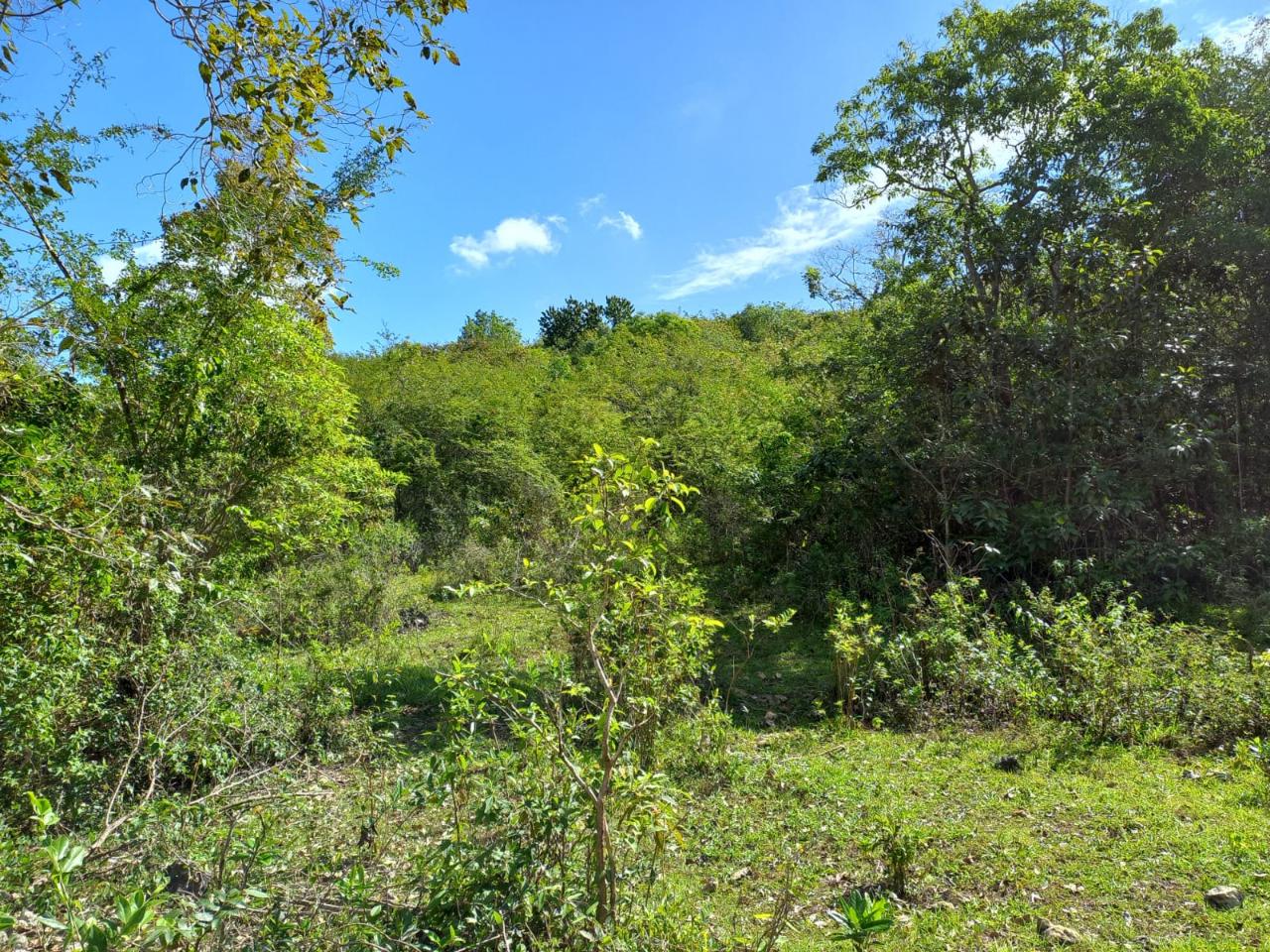 Development Land (Residential) For Sale: RUSSELLS ST. ELIZABETH ...