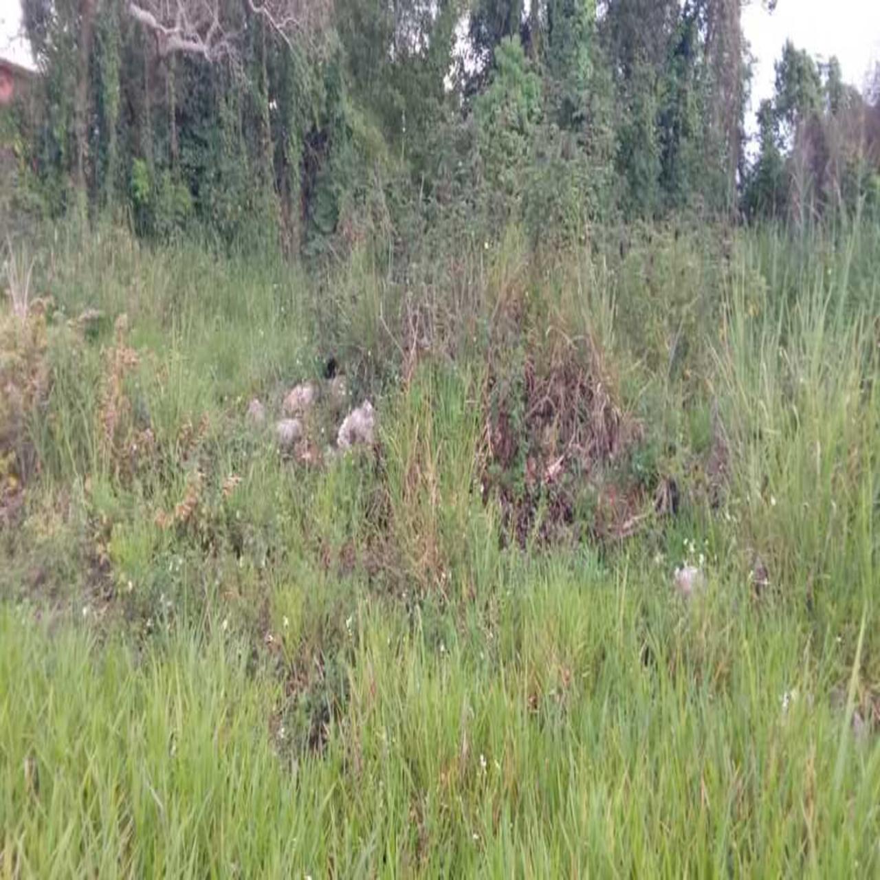 Development Land (Residential) For Sale CALEDONIA ROAD, MANDEVILL