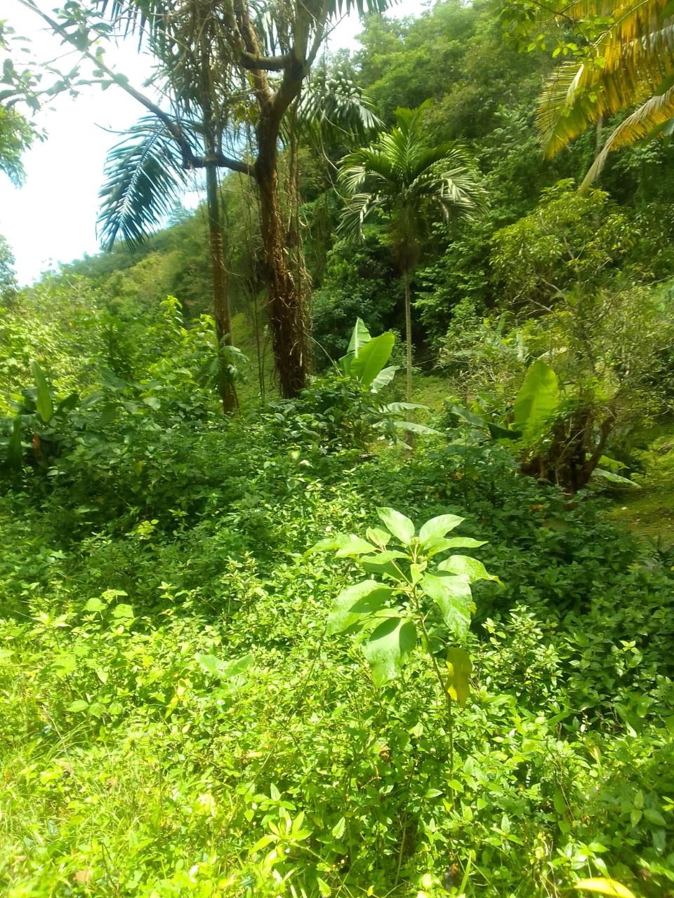 Development Land (Residential) For Sale GREAT VALLEY, HANOVER, Great