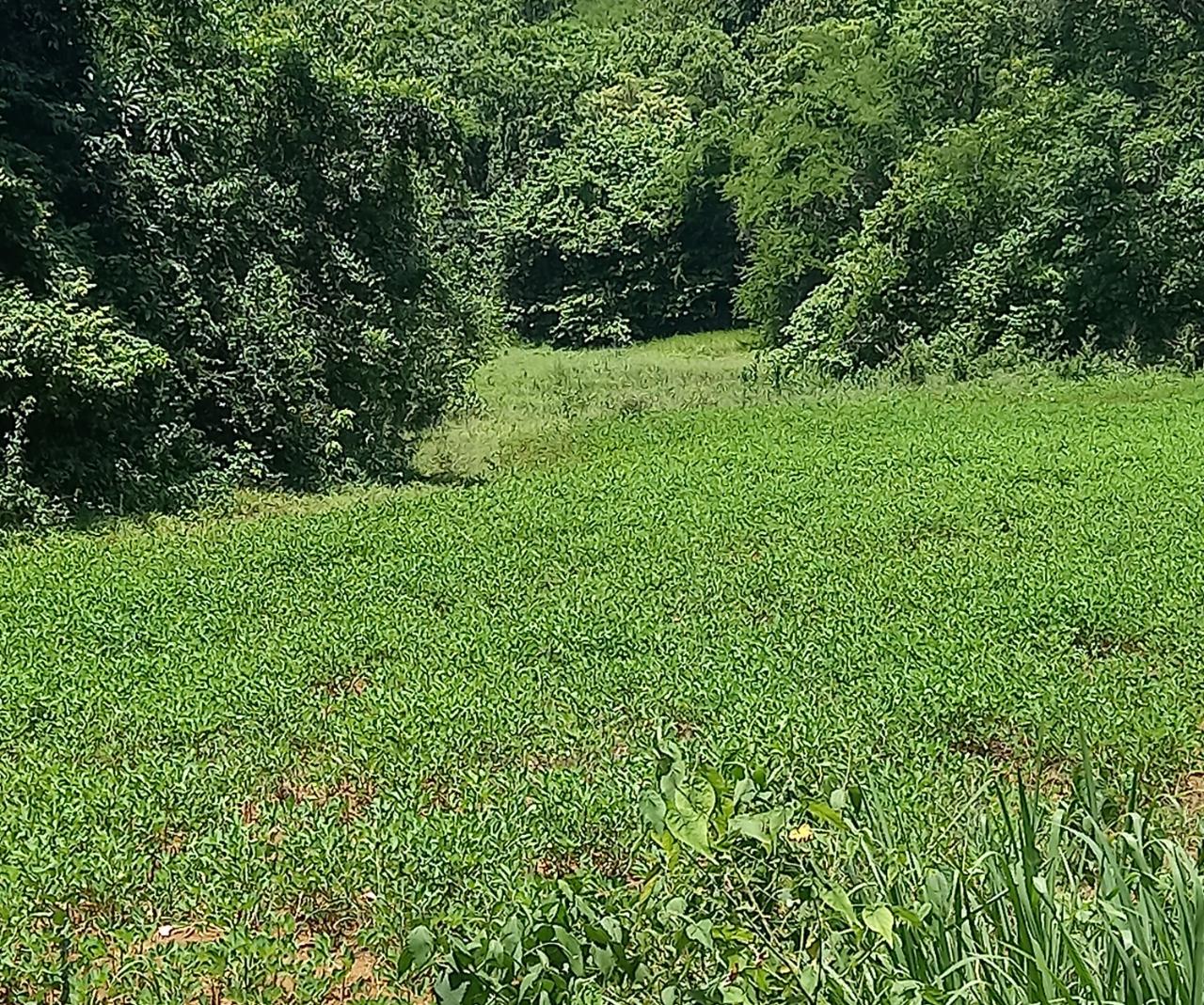 Development Land (Residential) For Sale ELIM, ST. ELIZABETH, Santa