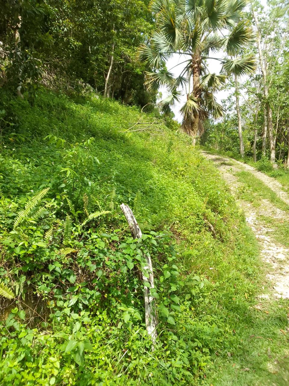 Development Land (Residential) For Sale PETERSVILLE, Beeston Spring