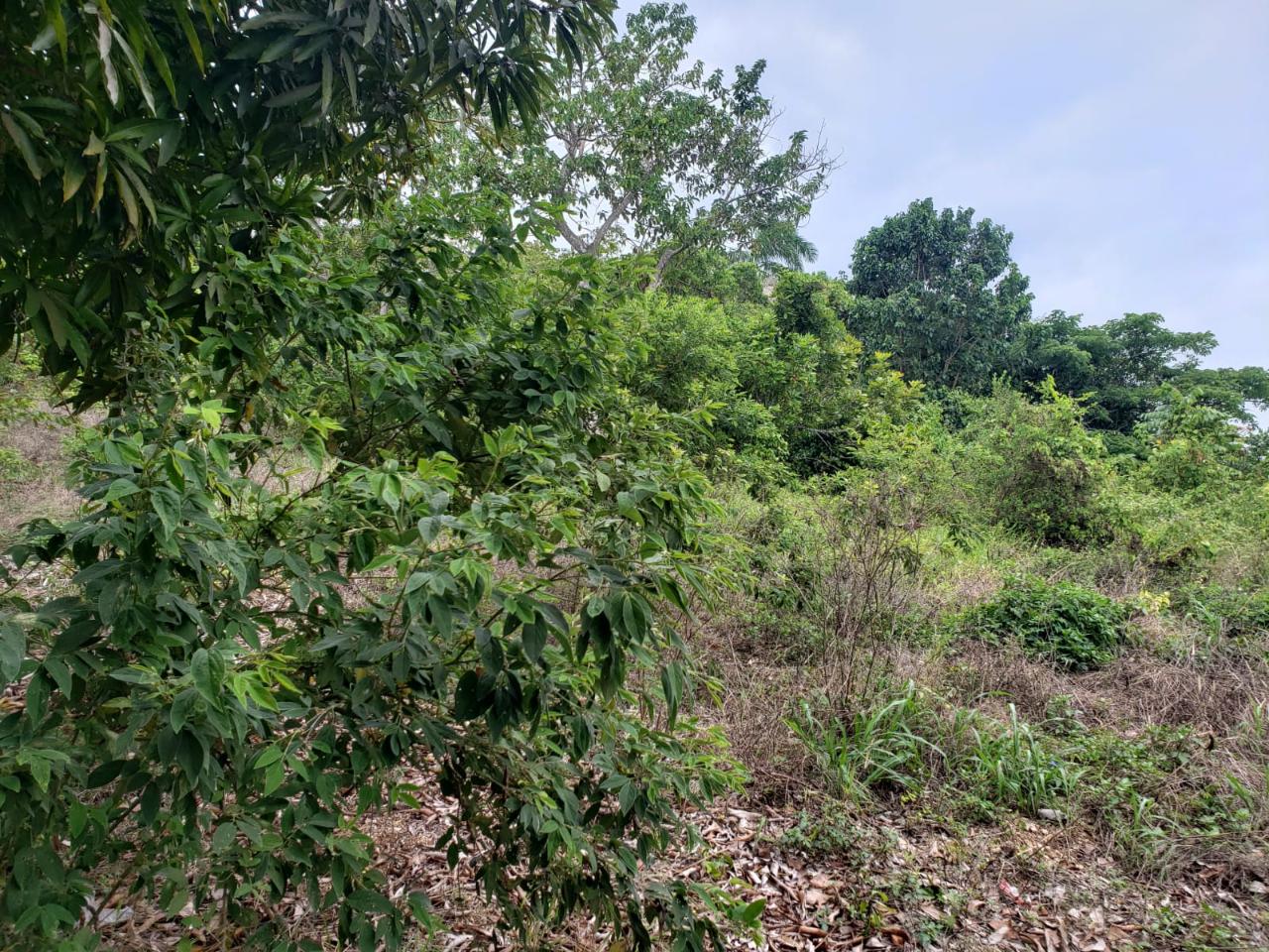 Development Land (Residential) For Sale LIBERTY VALLEY, BROWN'S T