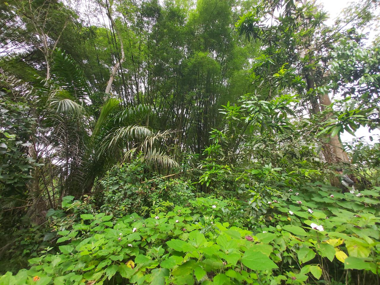 Development Land (Residential) For Sale SALISBURY PLAINS, Red Hills