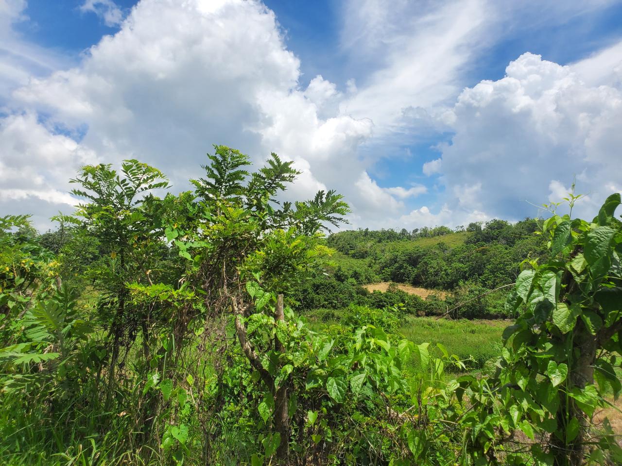 Development Land (Residential) For Sale GRIERFIELD, ST. ANN, Moneague 110,000 Keez