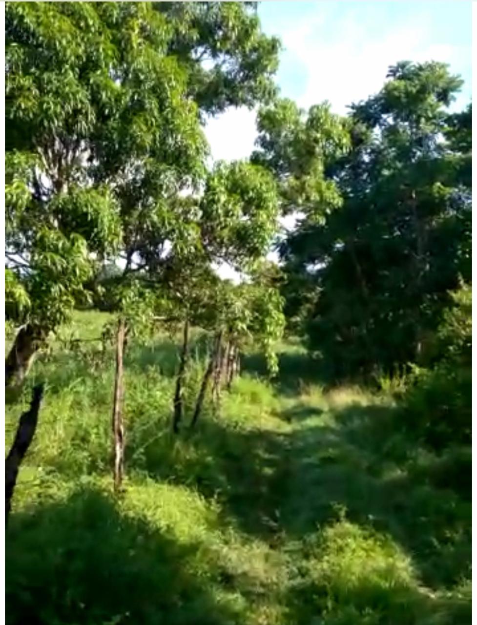 Development Land (Residential) For Sale NEW HOPE PEN, MANGO HALL