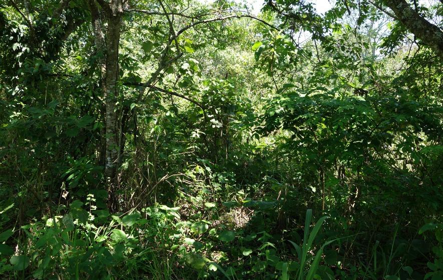 Development Land (Residential) For Sale CAPE CLEAR PEN, HIGHGATE