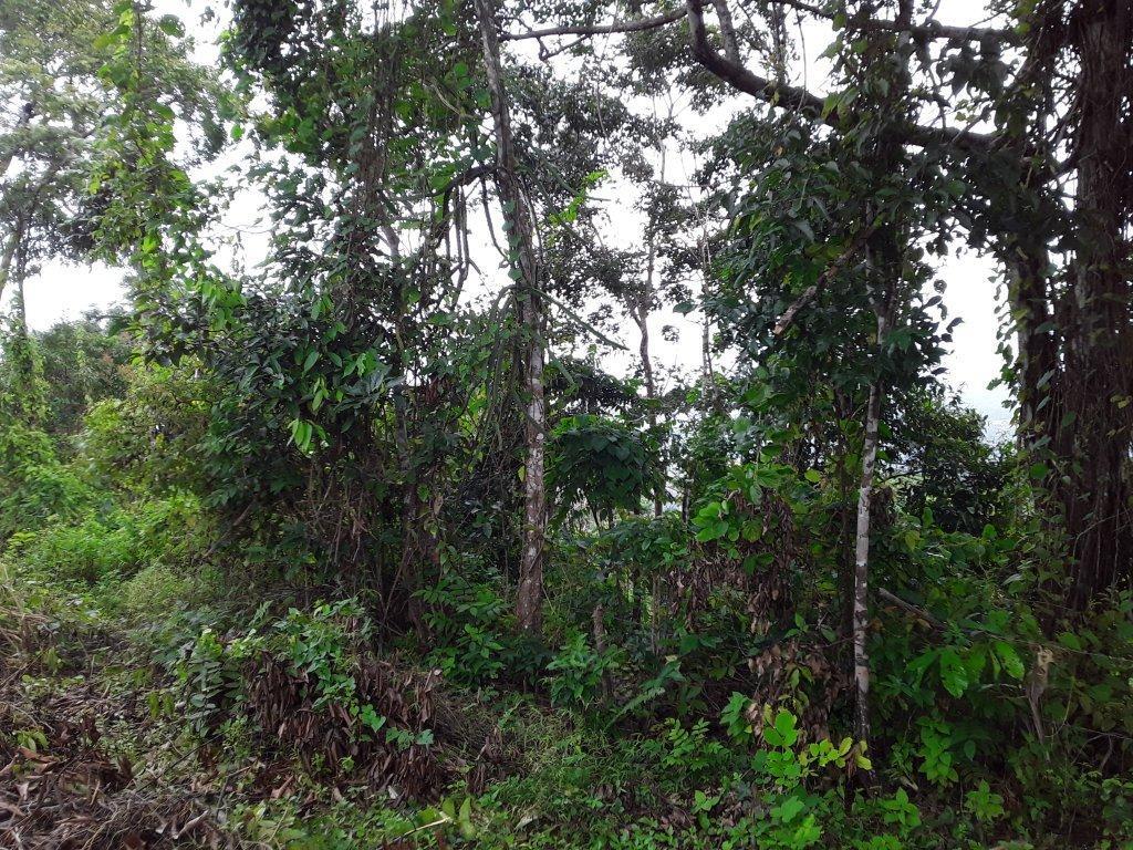 Development Land (residential) For Sale: New Hope, Ocho Rios 