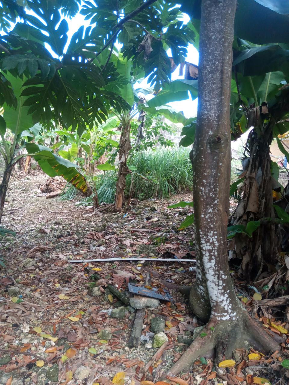 residential-lot-for-sale-tangerine-close-green-island-8-000-000-keez