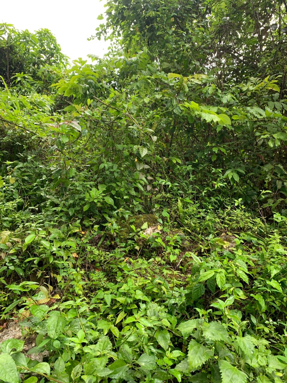 Development Land (Residential) For Sale ADELPHI LIMA, Adelphi