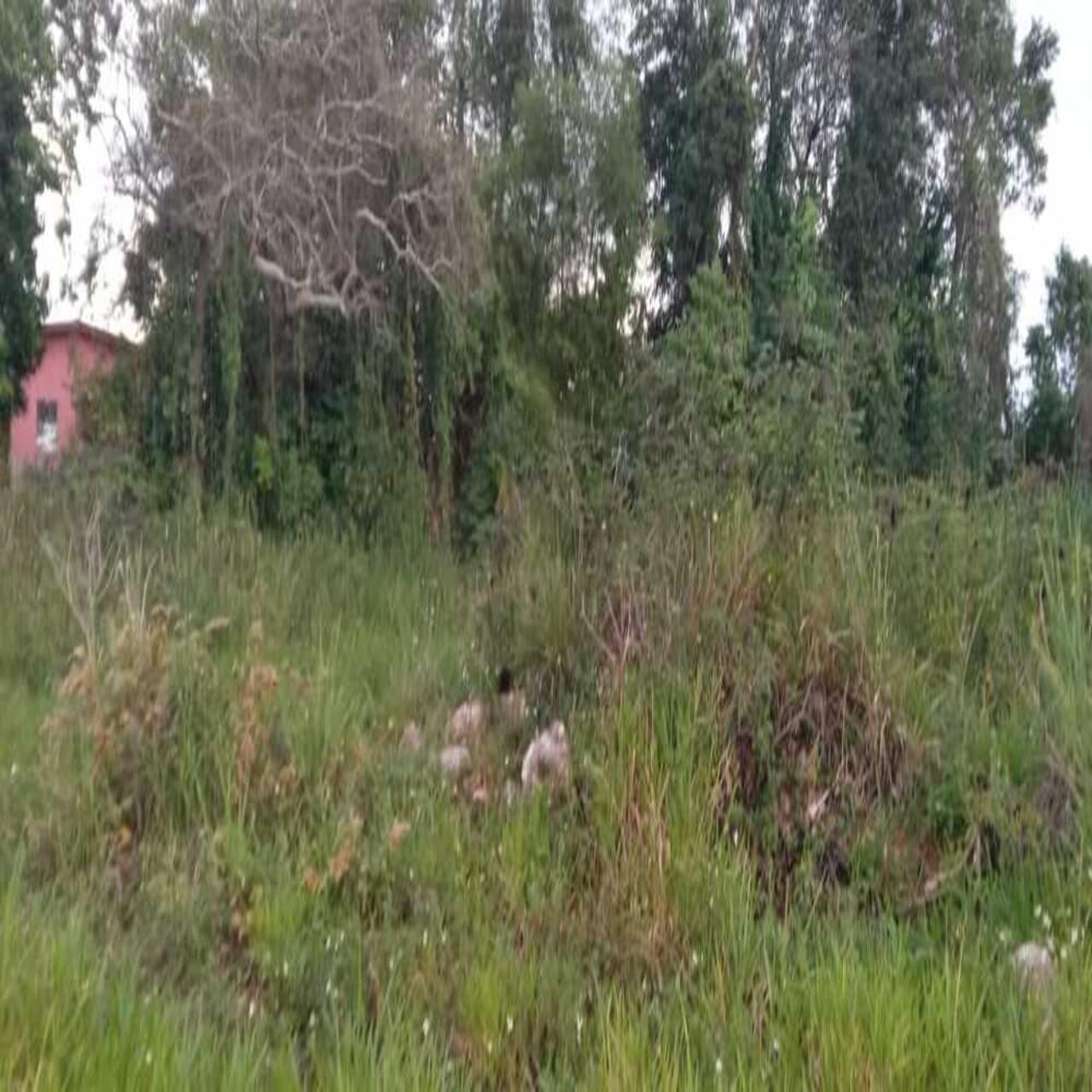 Development Land (Residential) For Sale CALEDONIA ROAD, Mandeville