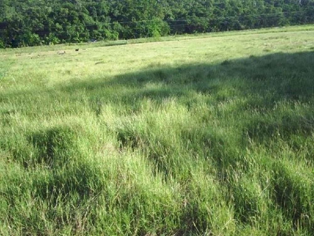 Development Land (Residential) For Sale BRACO, Duncans 350,000 Keez