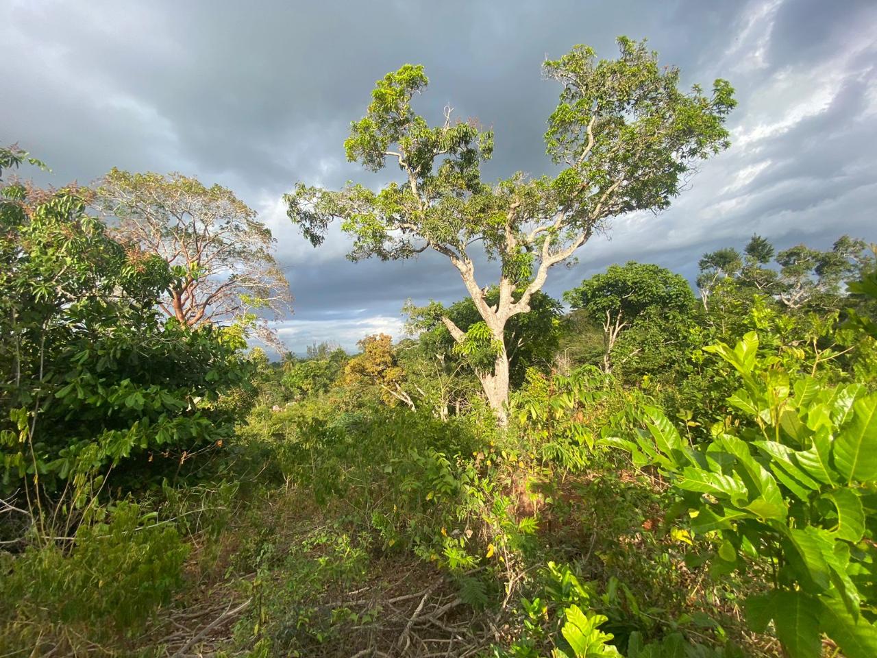 residential-lot-for-sale-pusey-hill-pratville-4-000-000-keez