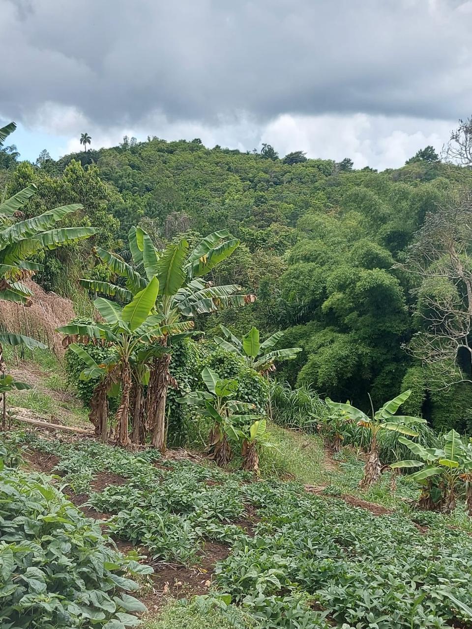 Development Land (Residential) For Sale CLIFTON HILL, 1029