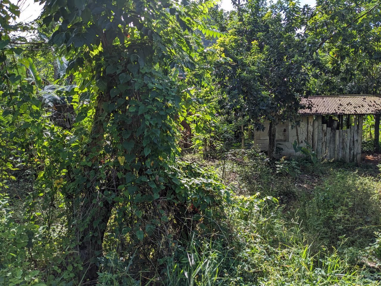 Residential Lot For Sale GRIERFIELD ST ANN, Moneague 150,000 Keez