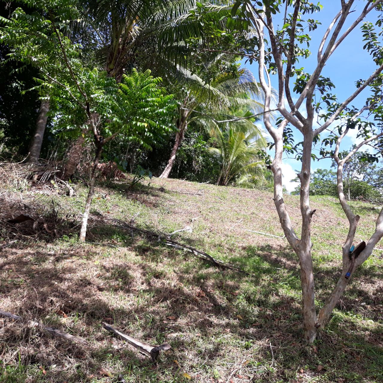 Residential Lot For Sale SHECKLES, CLARENDON, Frankfield 7,000,000