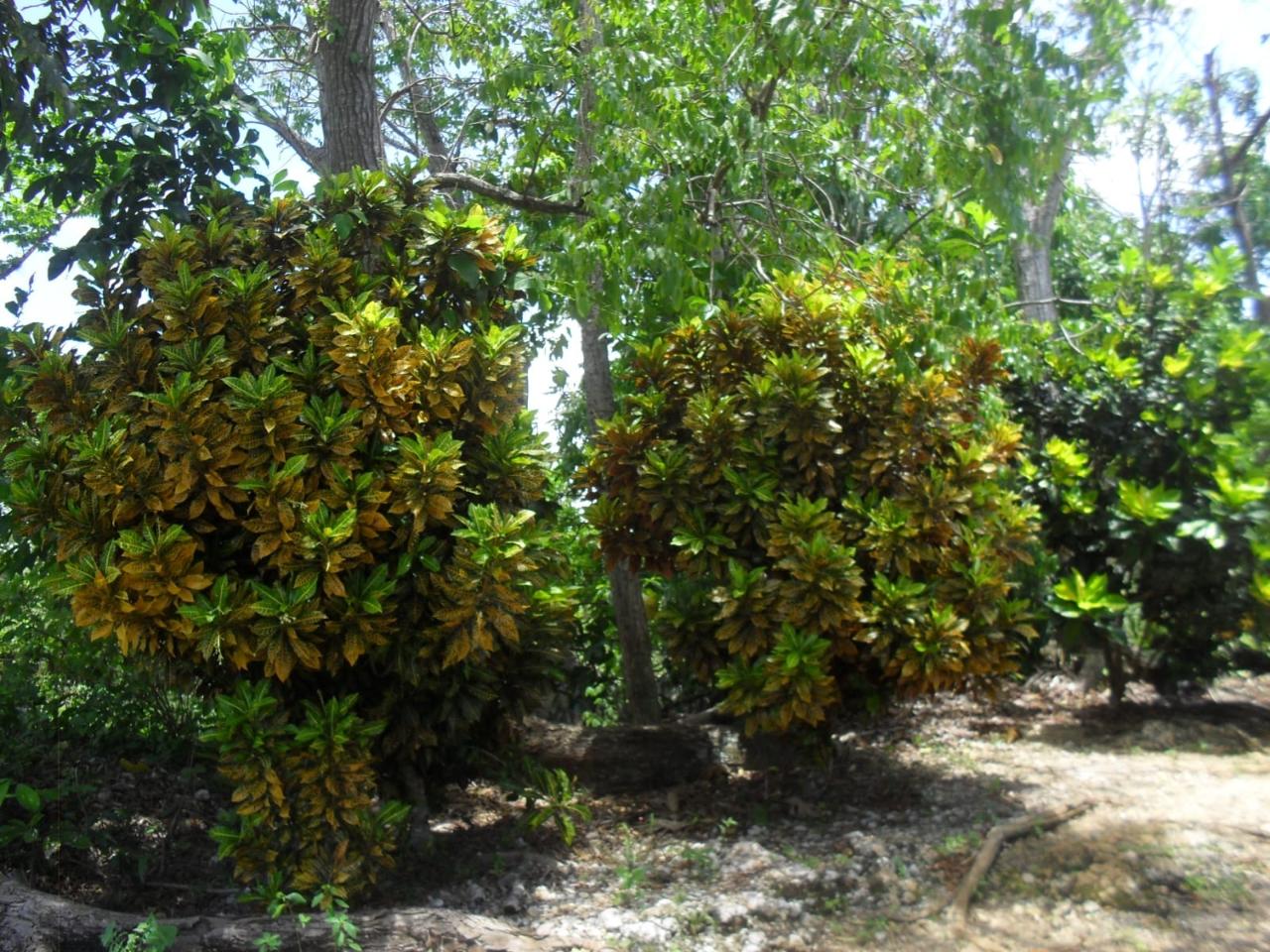 residential-lot-for-sale-prosper-st-elizabeth-2259-70-000-keez