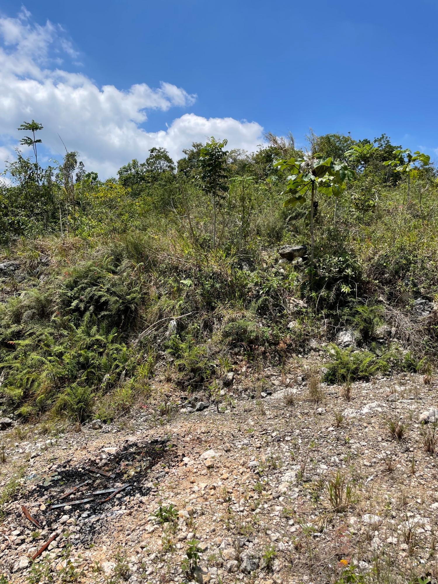 residential-lot-for-sale-marshalls-pen-mandeville-mandeville