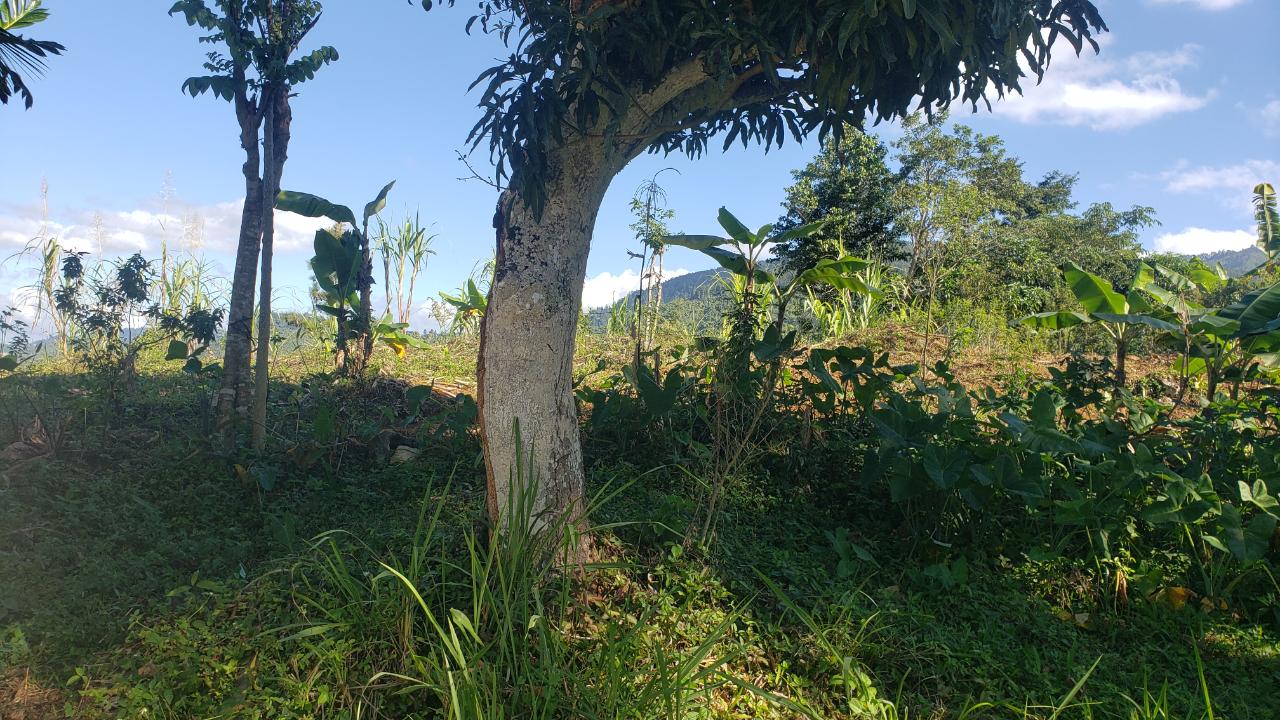 Residential Lot For Sale: CASTLE DRIVE, Kingston 9 | $17,000,000