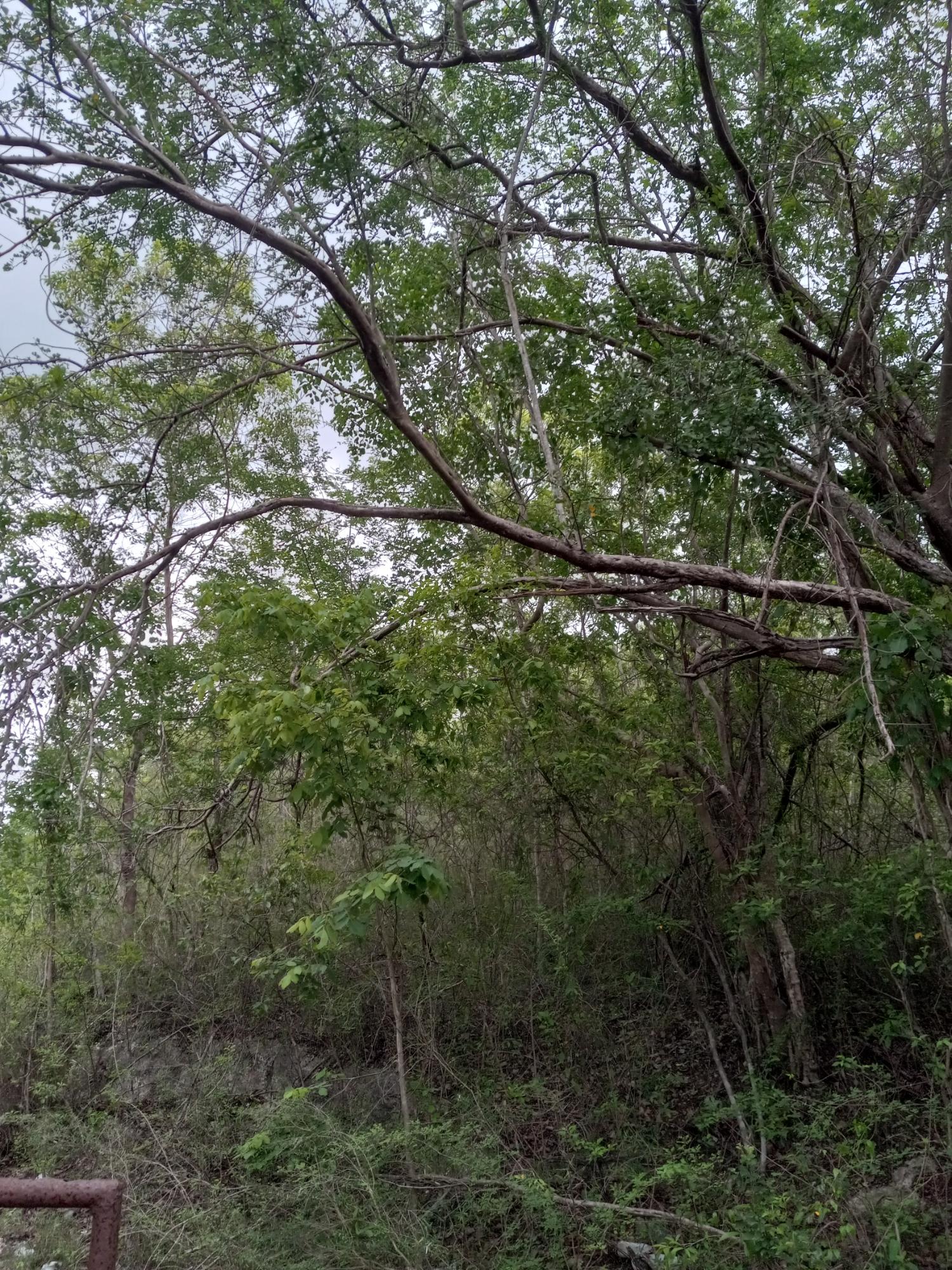 Development Land (Residential) For Sale LUANA, BLACK RIVER P.O