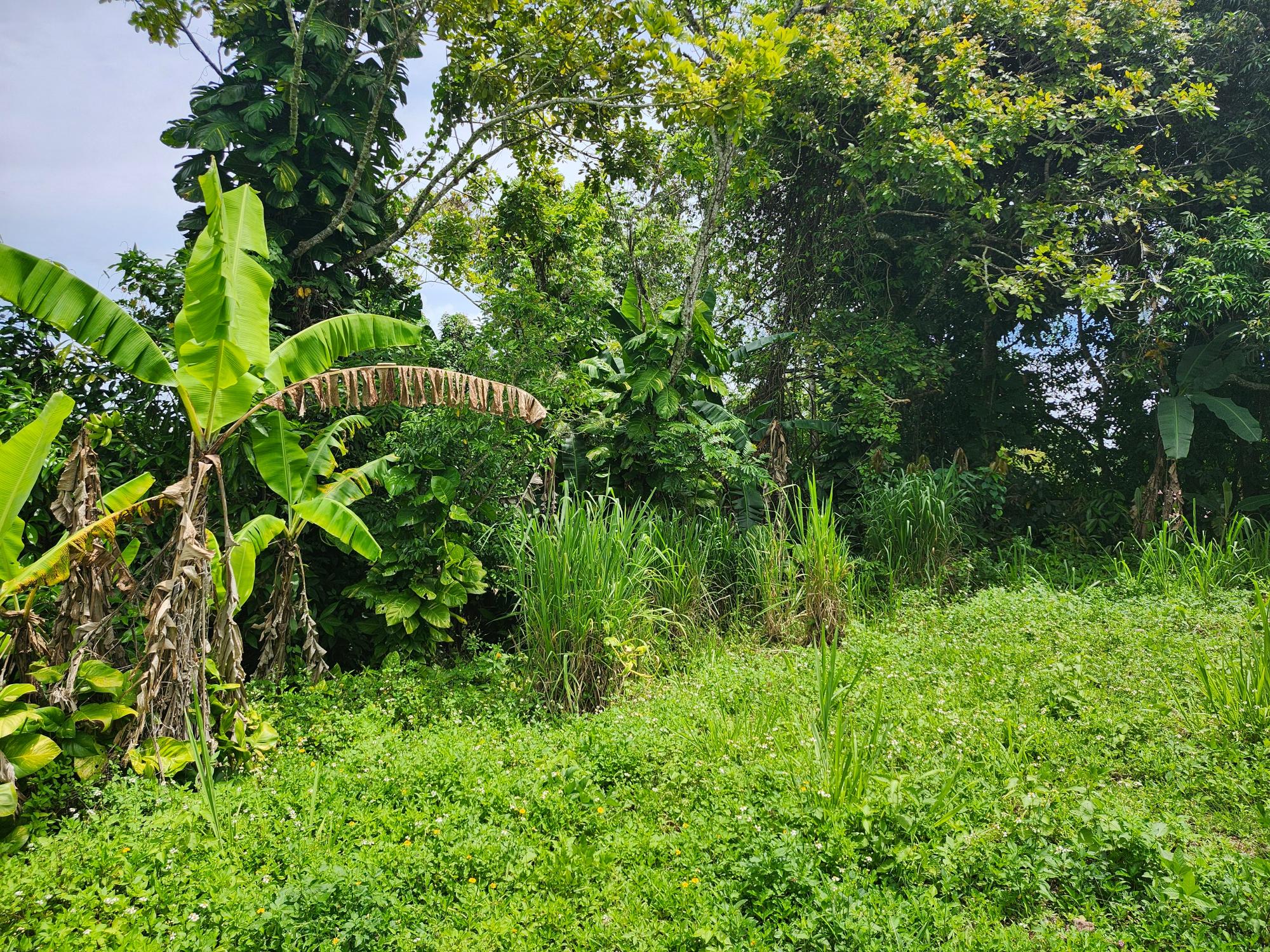 Residential Lot For Sale ALBERT TOWN P.O. TRELAWNY, Albert Town