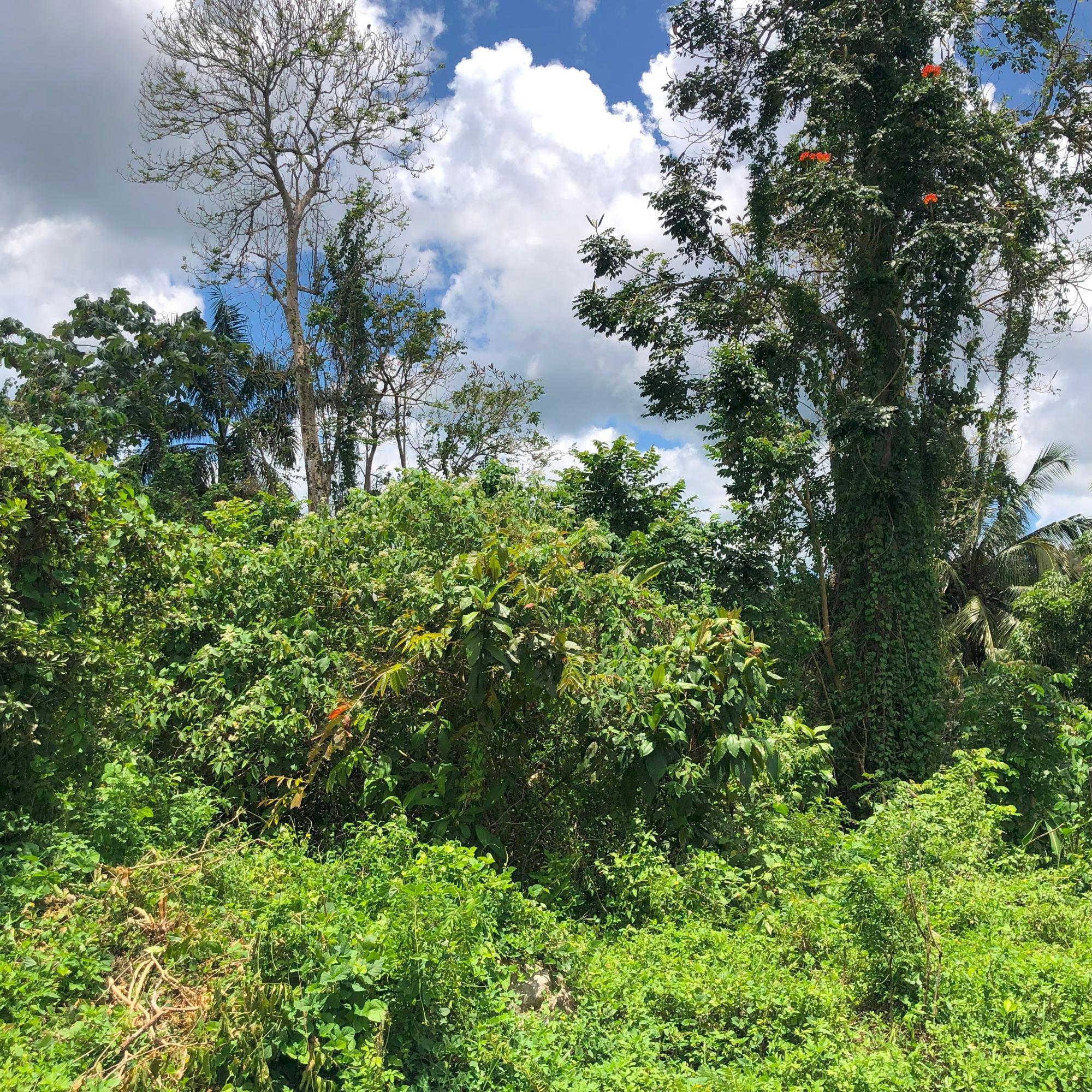 Residential Lot For Sale: HERMITAGE, Bethel Town | $4,600,000