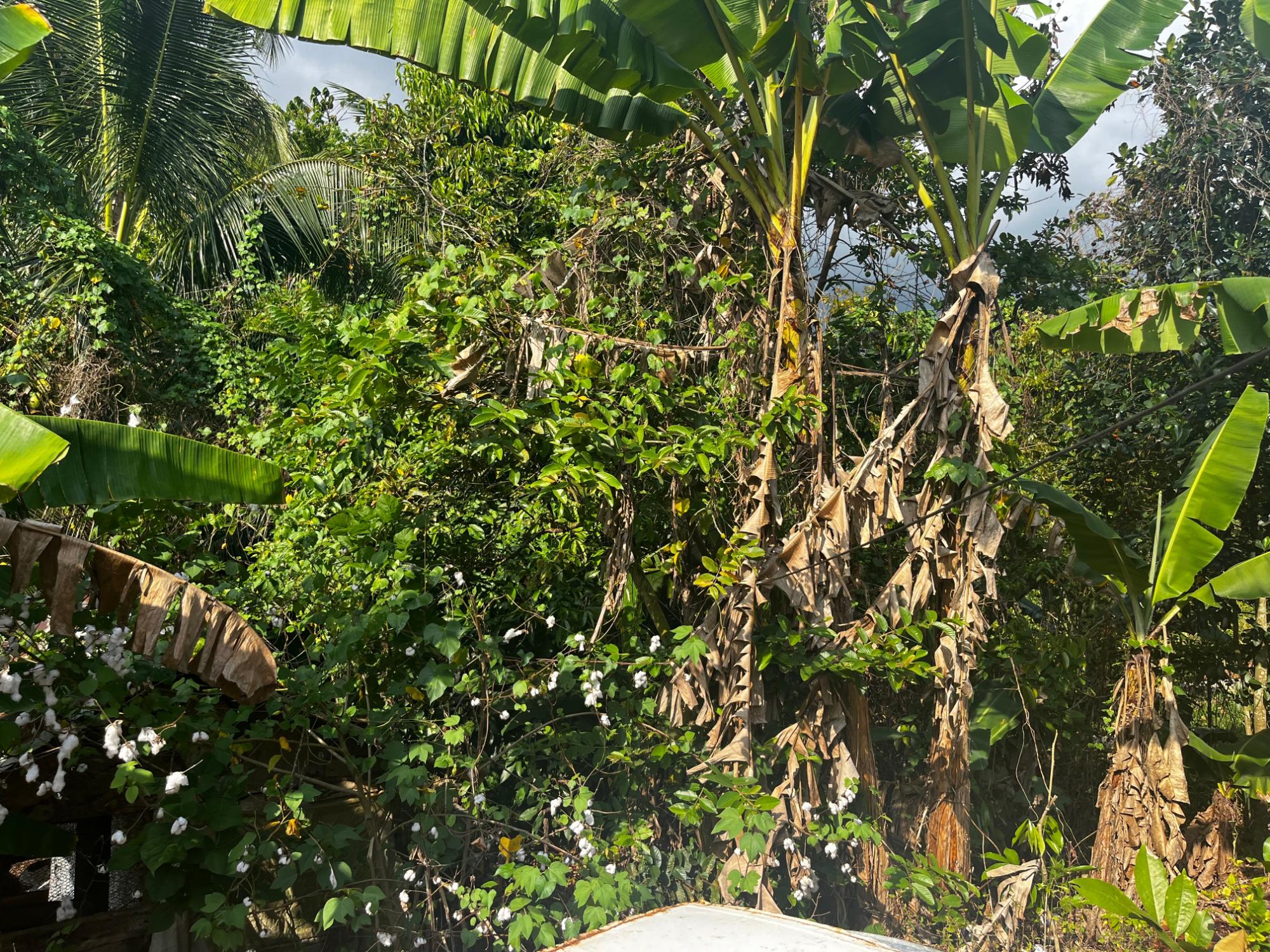 House For Sale: PART OF WALLENS LINSTEAD,, Linstead | $14,500,000 photo 17