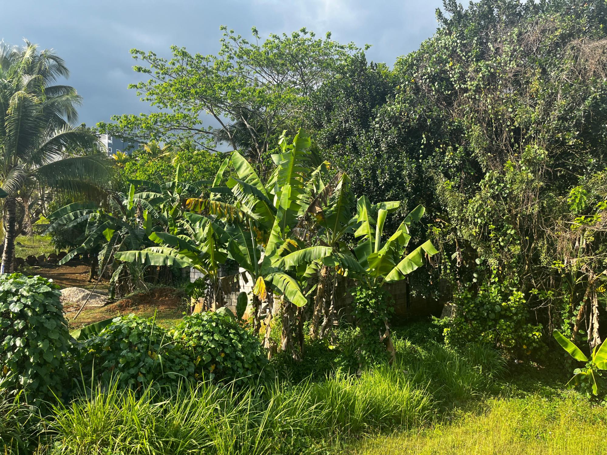 House For Sale: PART OF WALLENS LINSTEAD,, Linstead | $14,500,000 photo 18