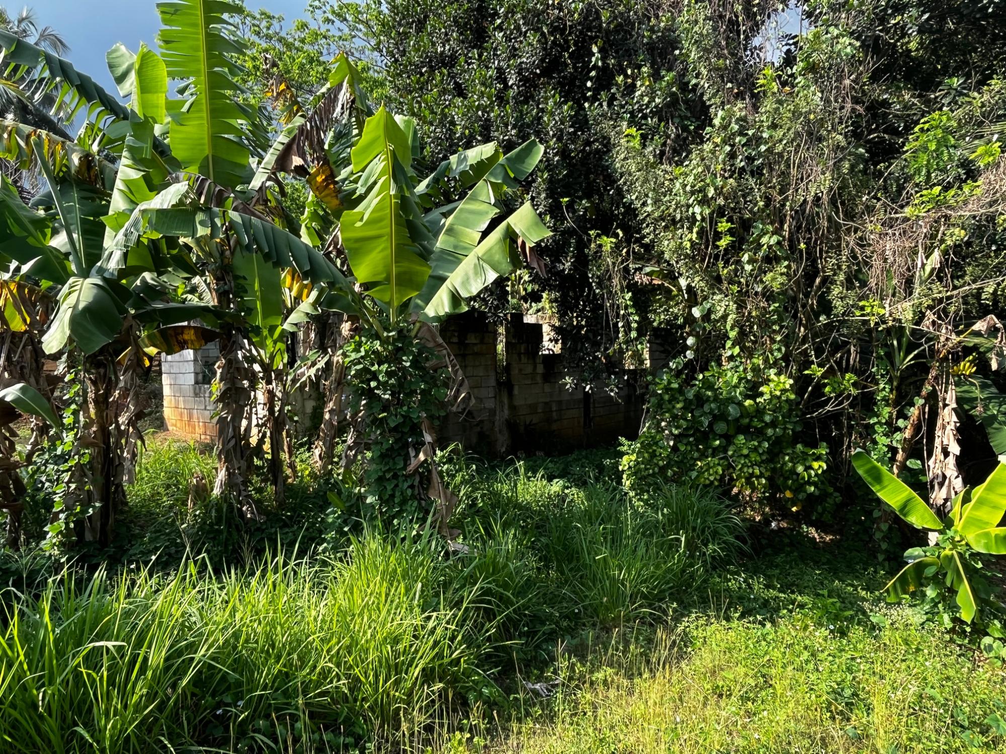 House For Sale: PART OF WALLENS LINSTEAD,, Linstead | $14,500,000 photo 23