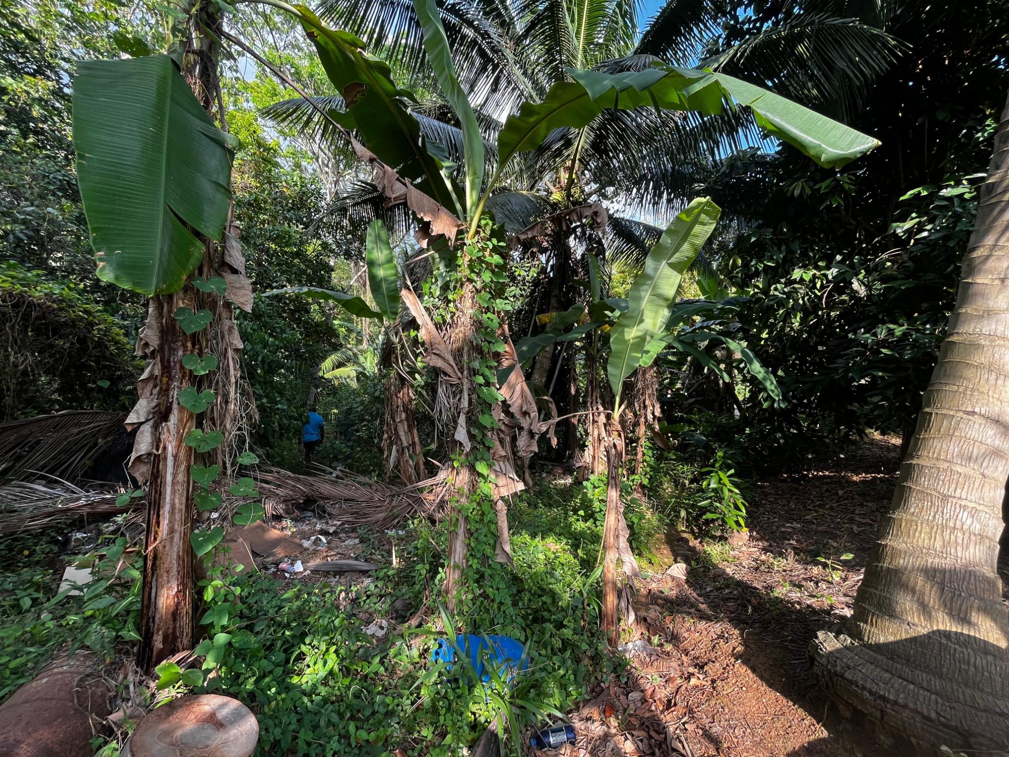 House For Sale: PART OF WALLENS LINSTEAD,, Linstead | $14,500,000 photo 24