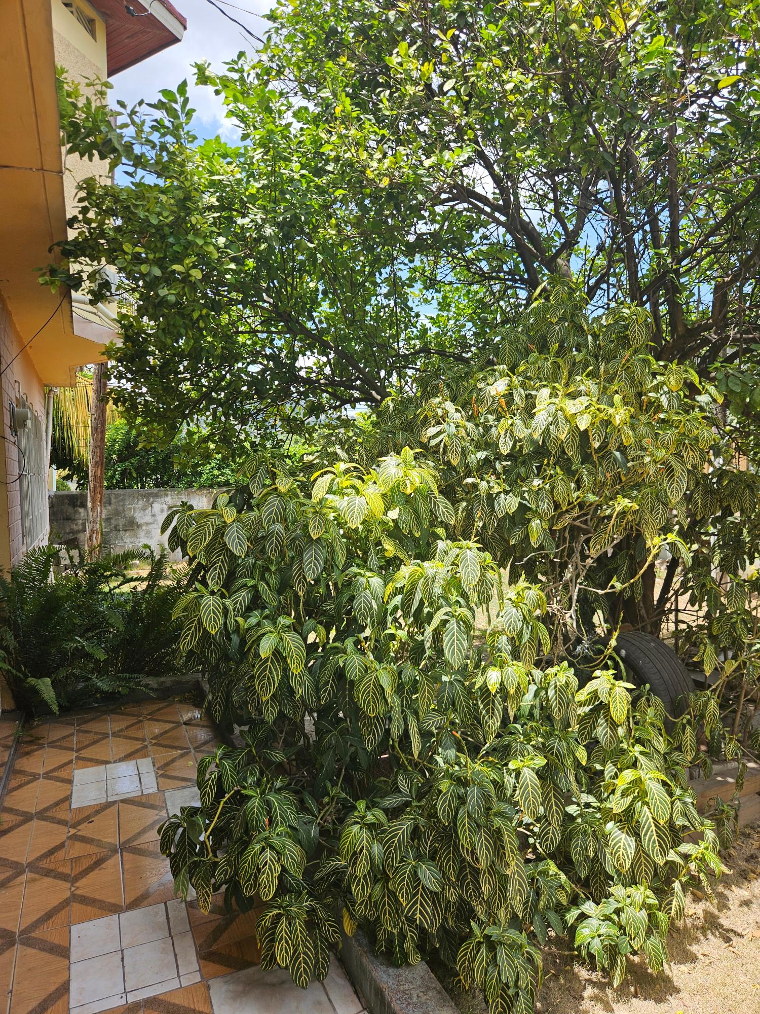 Apartment For Rent: HARRAD CRESCENT, PATRICK, Kingston 20 | $78,000 photo 2