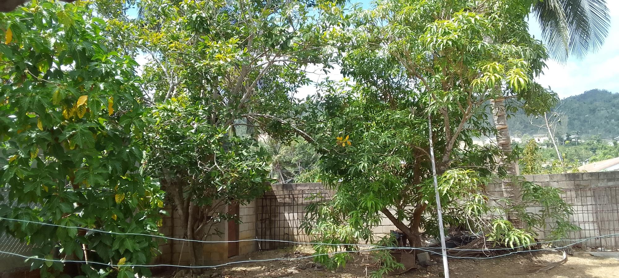 House For Rent: BOGUE VILLAGE, MONTEGO BA, Bogue Village | $110,000 photo 21