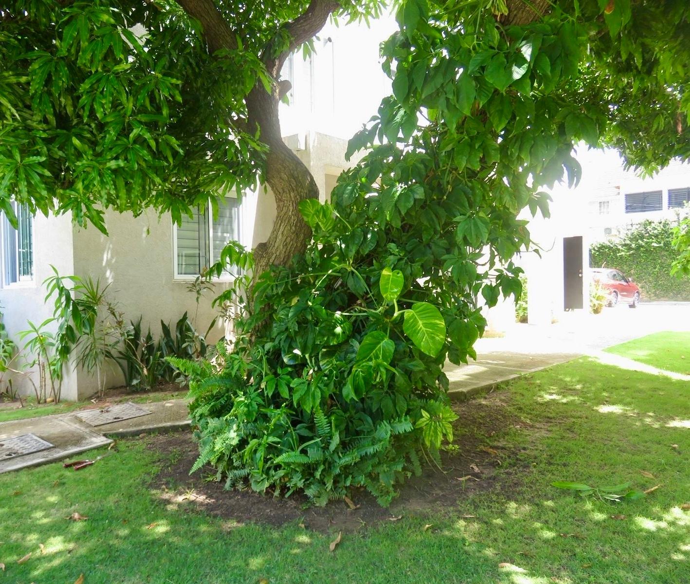 Apartment For Rent: SHORTWOOD ROAD, KINGSTON, Kingston 8 | $160,000 photo 19