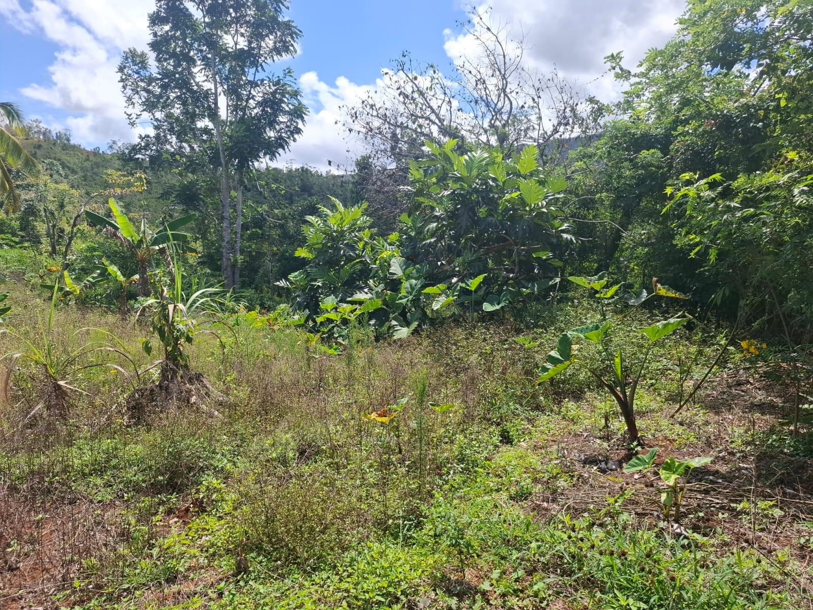 House For Sale: RAMBLE CLAREMONT ST. ANN, Claremont | $60,000,000 photo 8