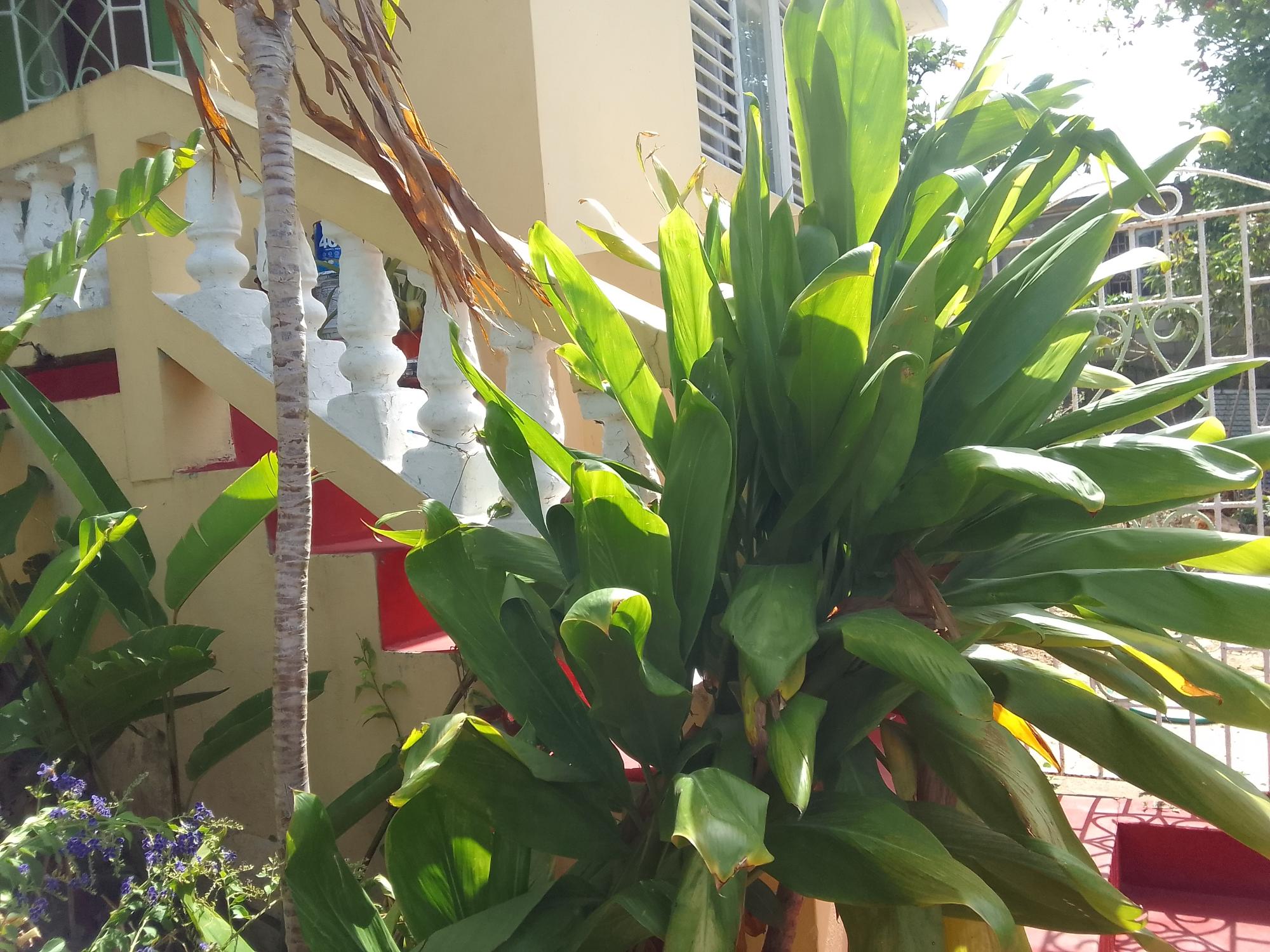 House For Sale: NORWOOD PEN, Montego Bay | $16,500,000 photo 18