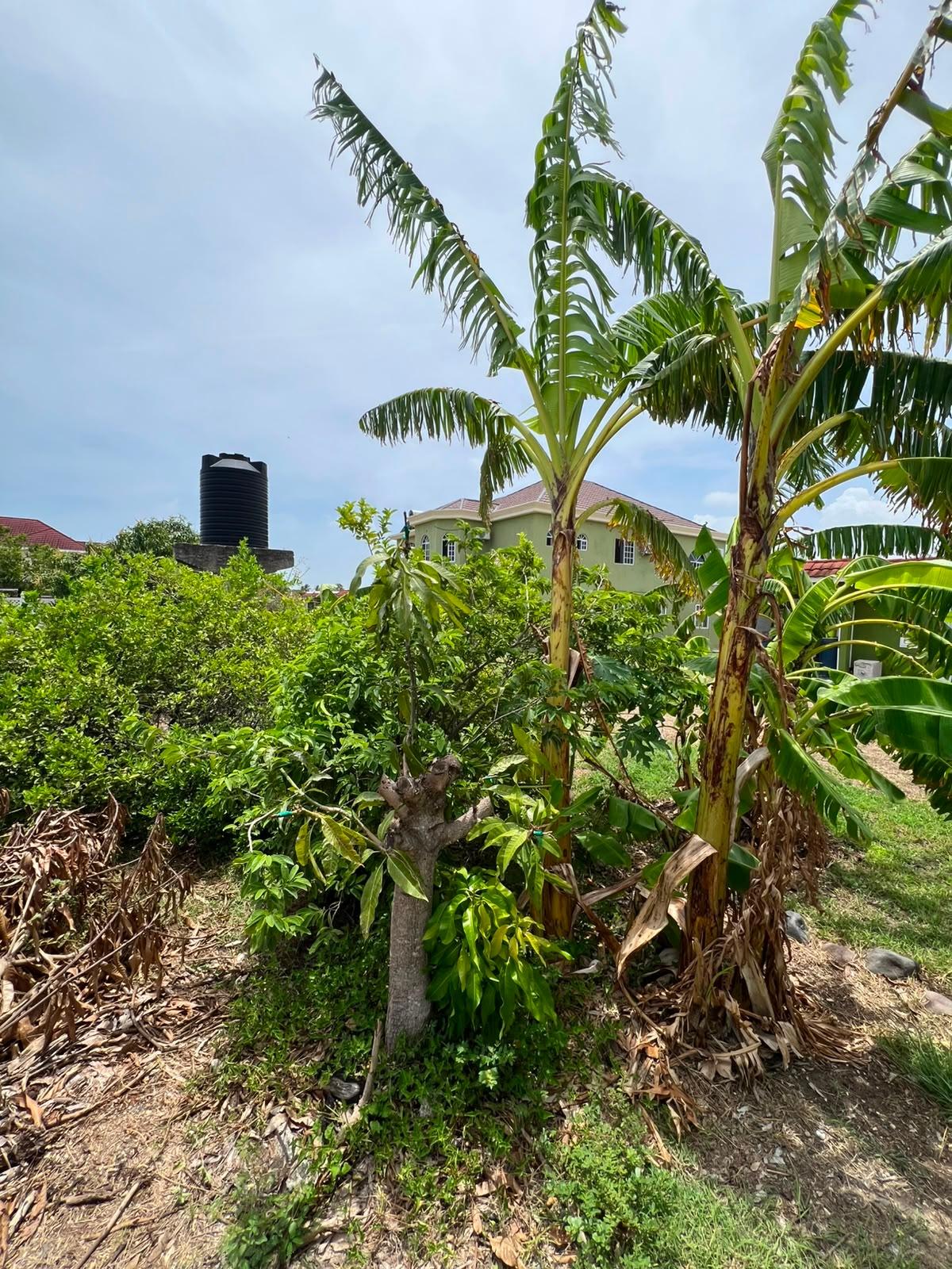 House For Rent: SEVILLE MEADOWS PH1 ,SPAN, SYDENHAM GARDENS | $90,000 photo 16
