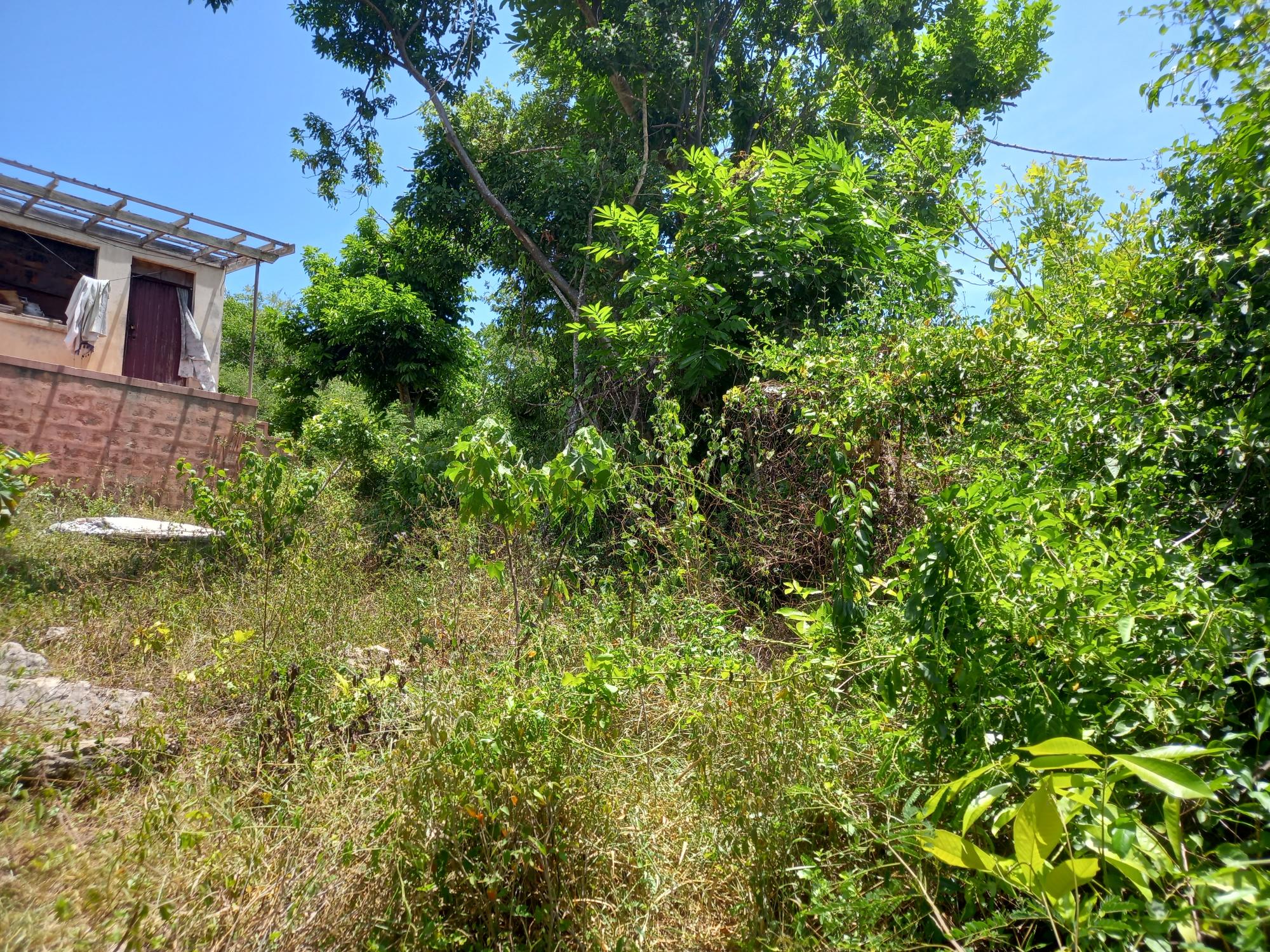 House For Sale: COCONUT GROVE, TRELAWNY, Green Park | $22,000,000 photo 5