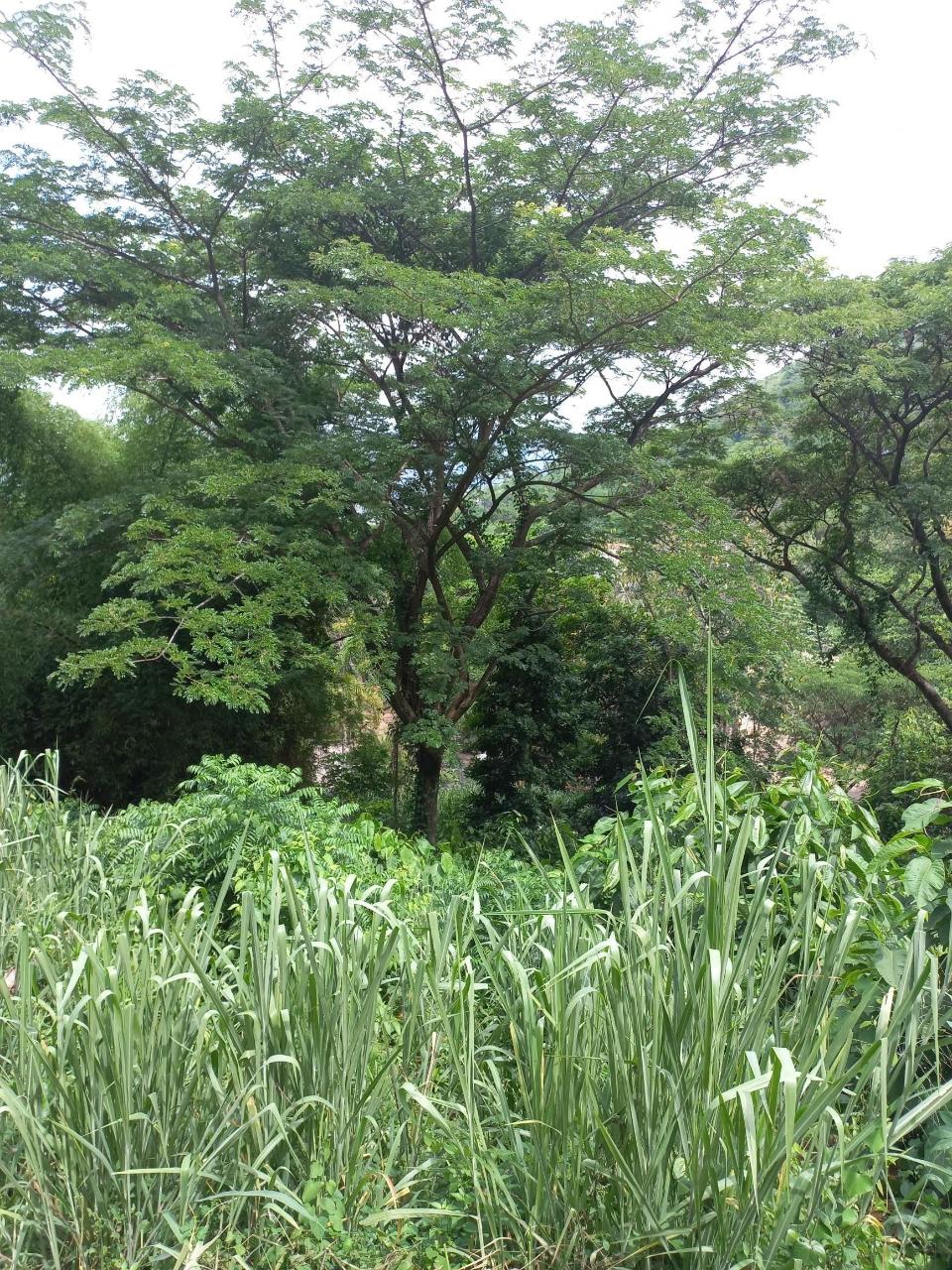 House For Rent: HARRIMAN CLOSE, JACKS HIL, Kingston 6 | $1,800 photo 4