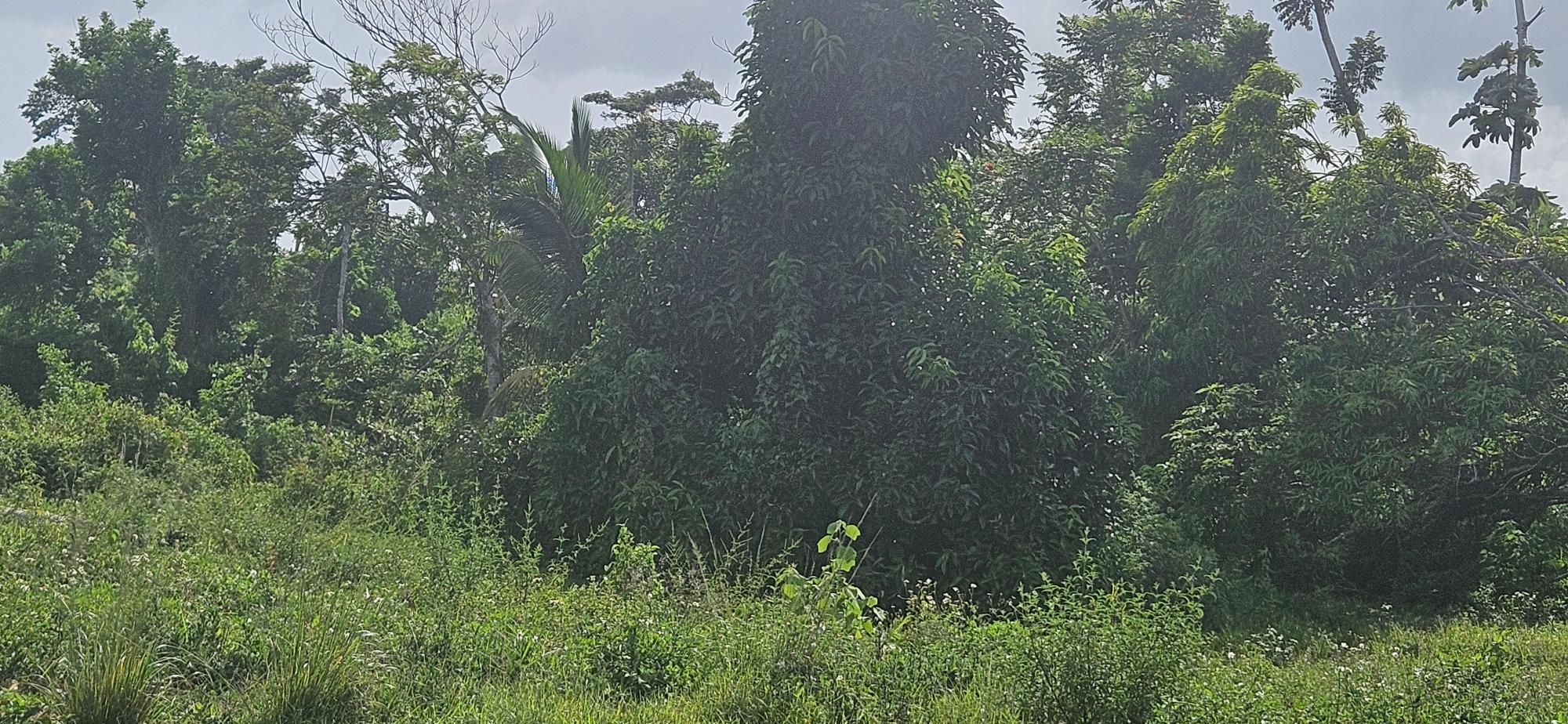 House For Sale: BURNT GROUND, Ramble | $560,000 photo 3