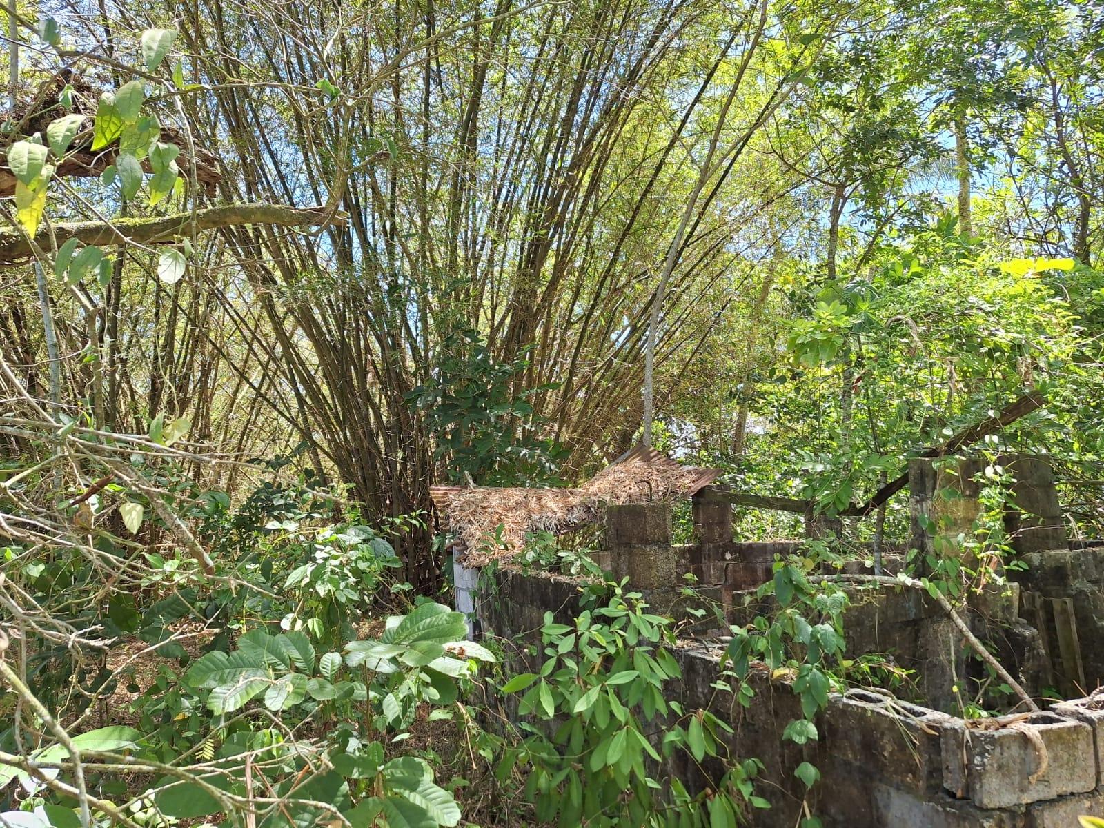 House For Sale: HAYWOOD DIST, Heywood Hall | $40,000,000 photo 11