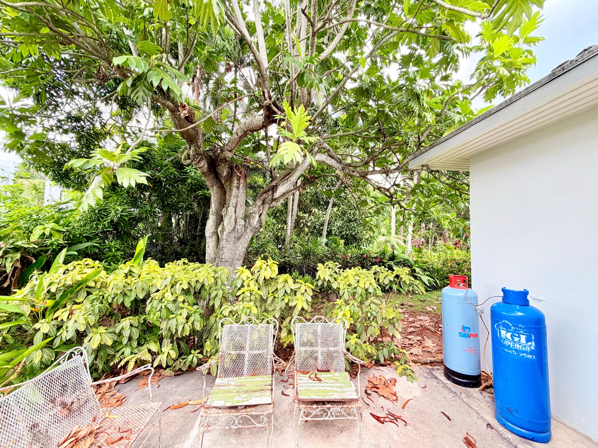 House For Sale: SAVOY TERRACE, Kingston 8 | $75,000,000 photo 14