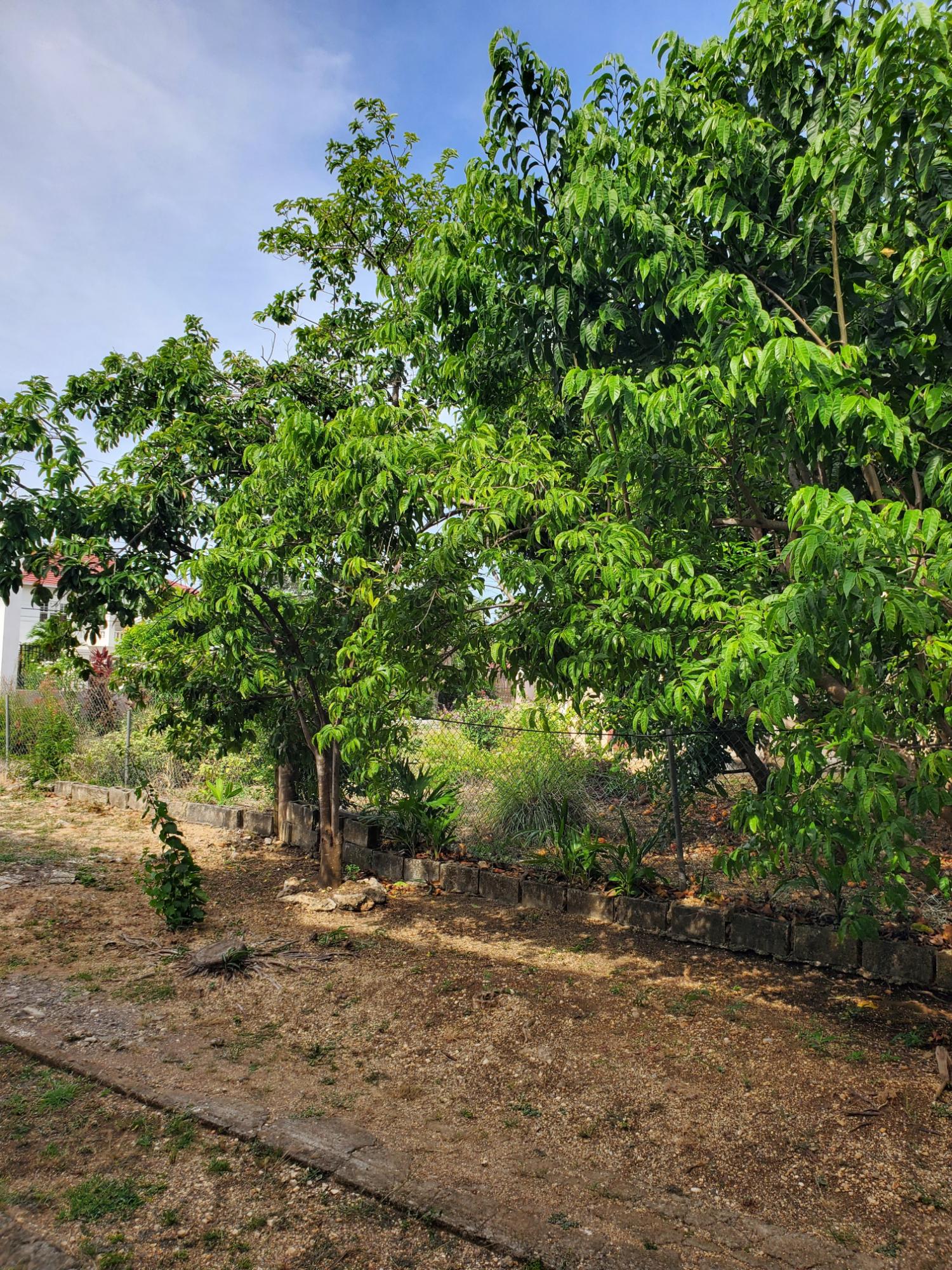 House For Rent: CARIBBEAN PARK, Tower Isle | $2,500 photo 20