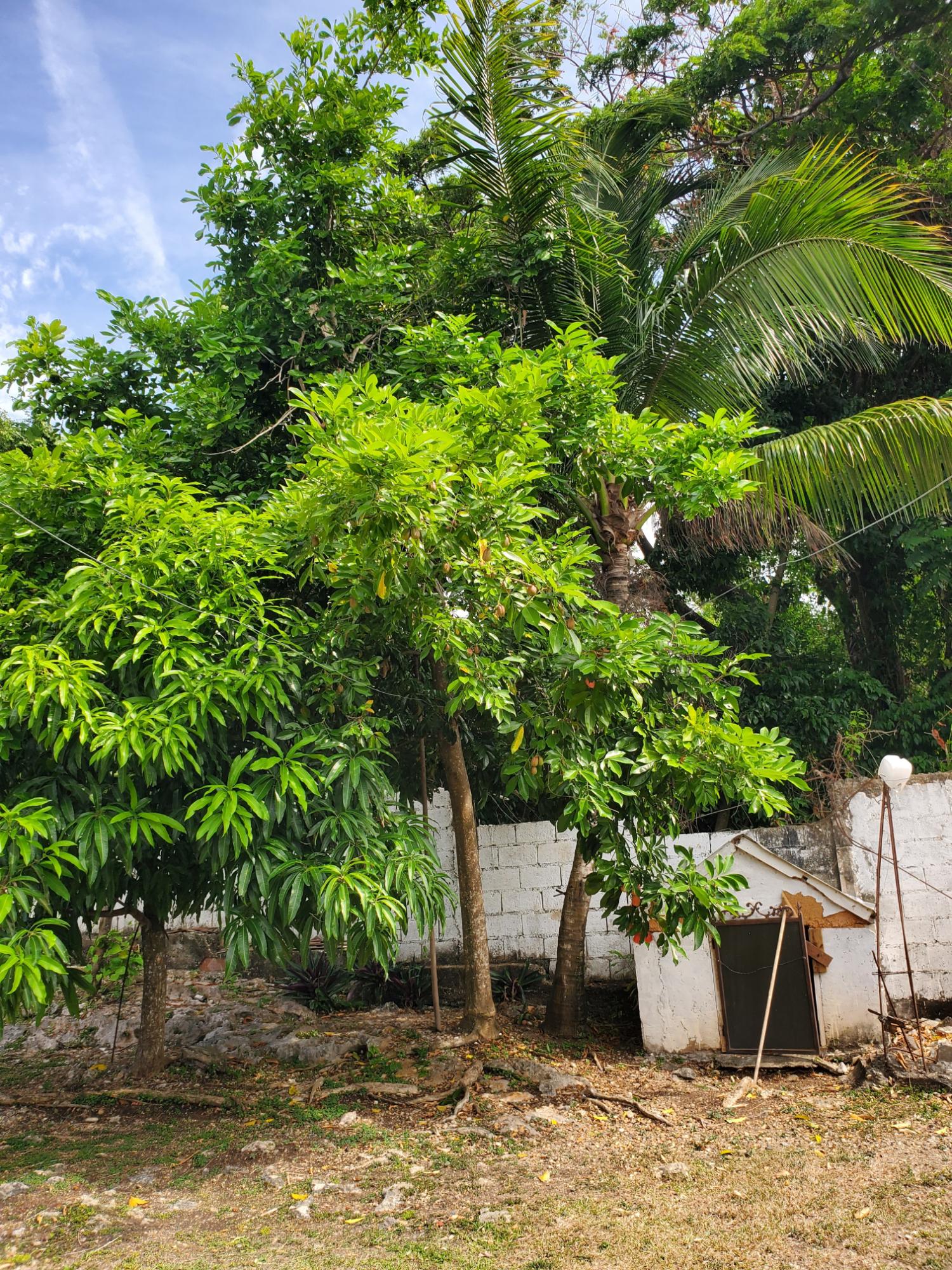 House For Rent: CARIBBEAN PARK, Tower Isle | $2,500 photo 21