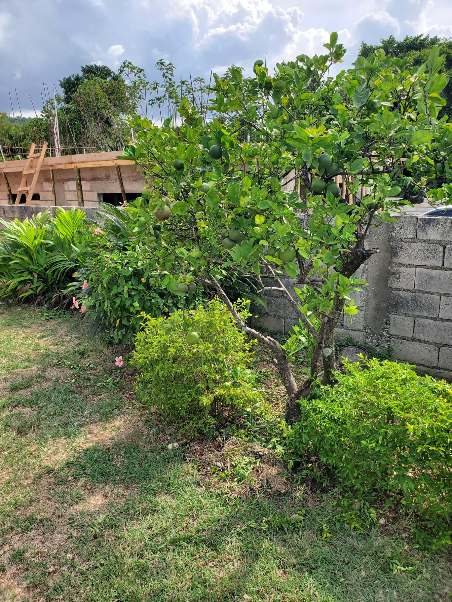 House For Rent: CARIBBEAN PARK, Tower Isle | $2,500 photo 22